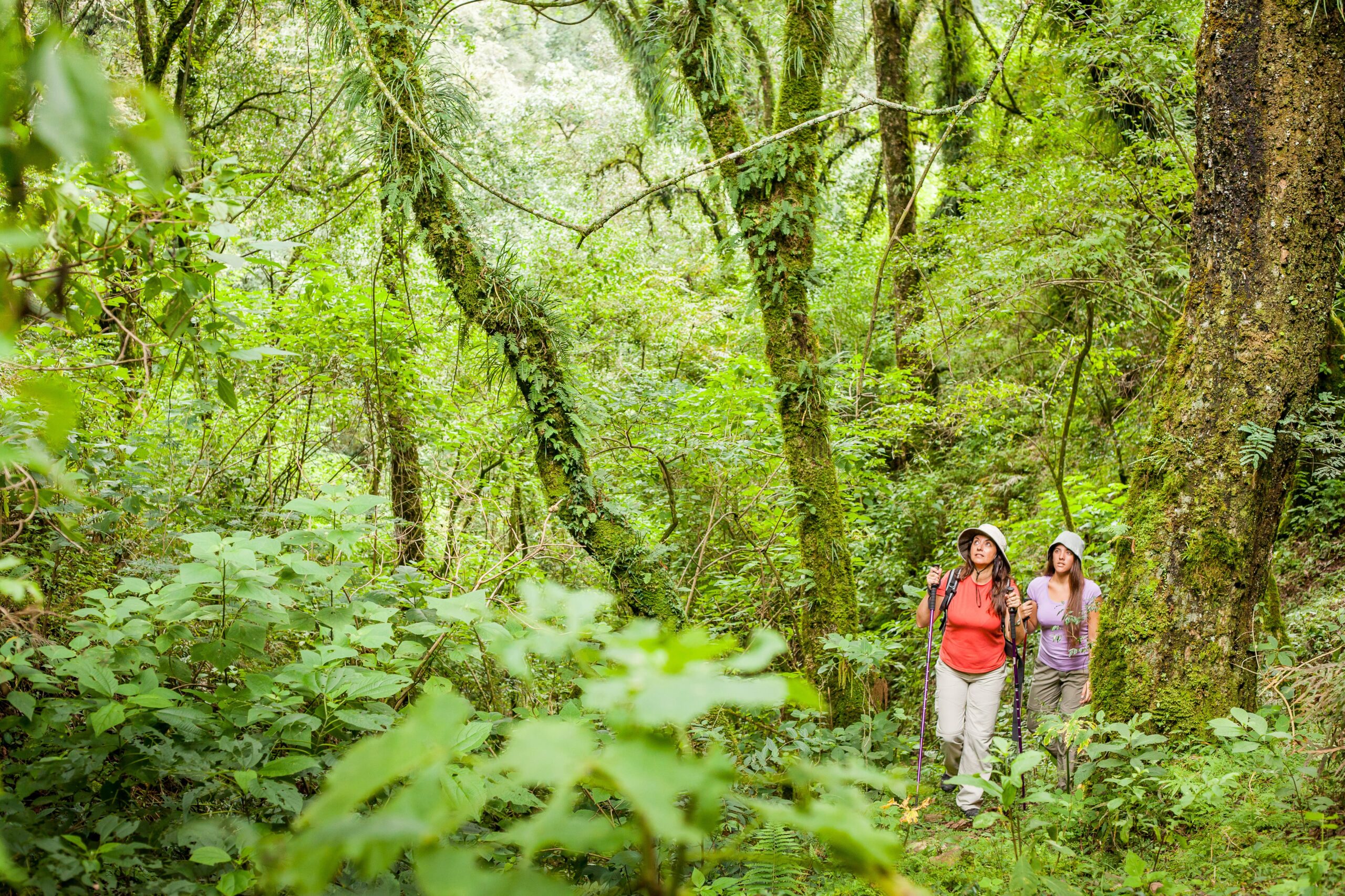 Las yungas de San Lorenzo