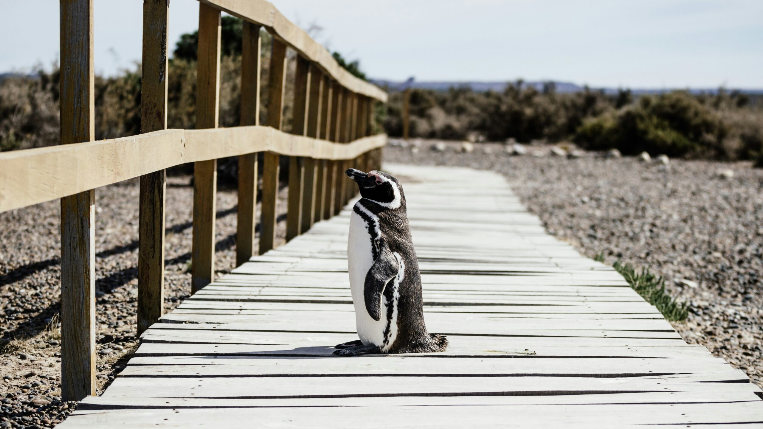 Punta Tombo es la reserva de pingüinos de Magallanes más grande del mundo.