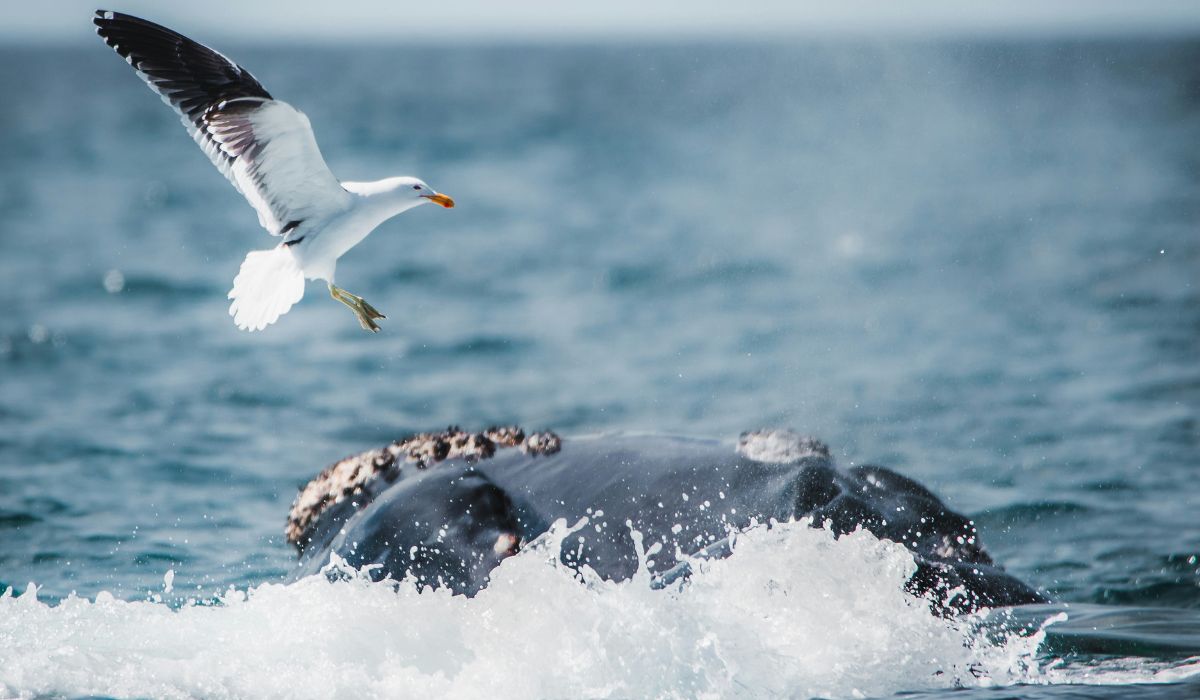 Ballena franca El avistaje de ballenas en Puerto Madryn