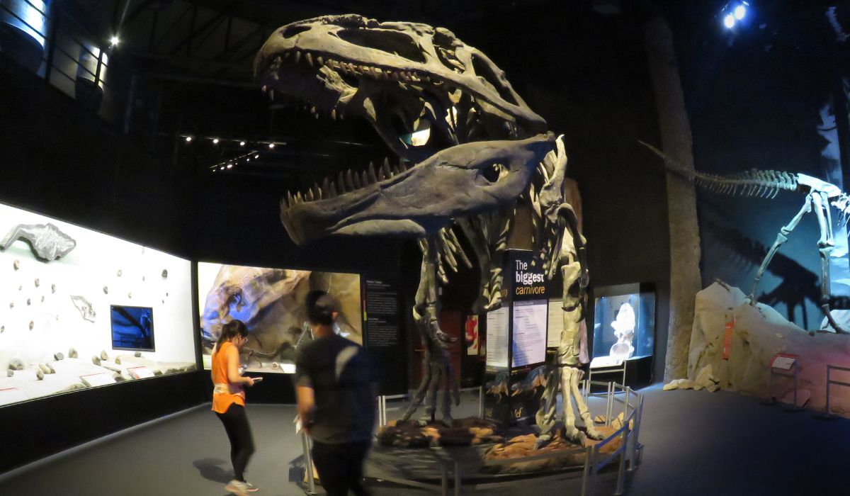 Museo Museo Paleontológico