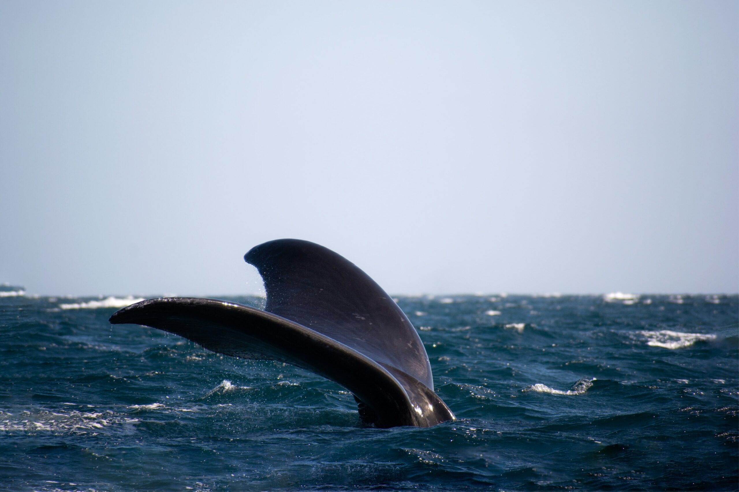 Puerto Madryn