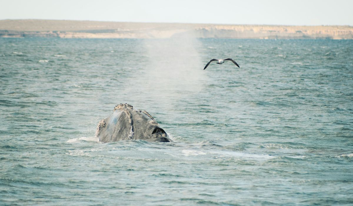 Ballena La Ballena Franca Austral